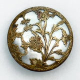 Pictorial Shell Background