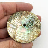Hound on Abalone