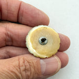 18th-C Medium Shell