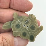 Petoskey Turtle