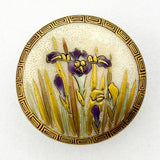 Satsuma Iris