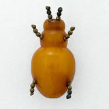 Bakelite Bug