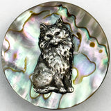 Abalone Kitty