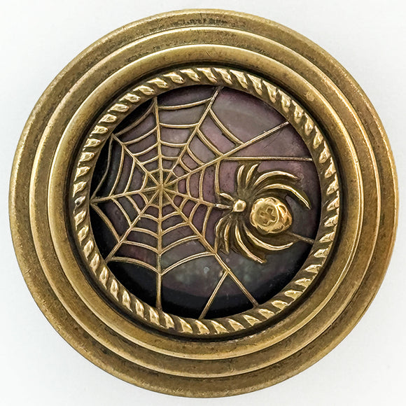 Spider Shell Background