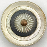 18th-C Five-Layered Shell