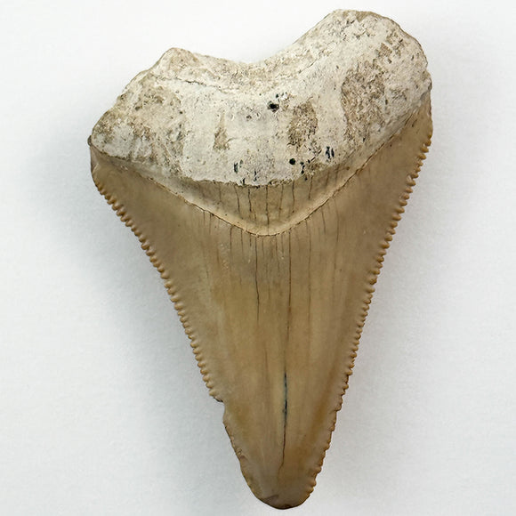 Shark Tooth