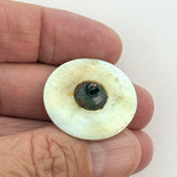 Georgian Shell