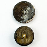 Shell with Glass/Pastes