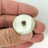 Georgian Shell